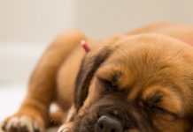 petsourcing-Do Dogs Dream