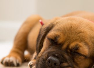 petsourcing-Do Dogs Dream