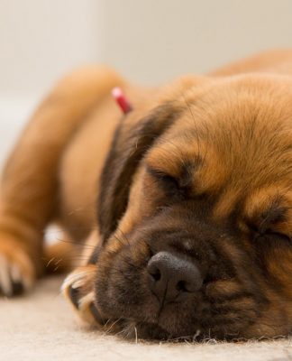 petsourcing-Do Dogs Dream