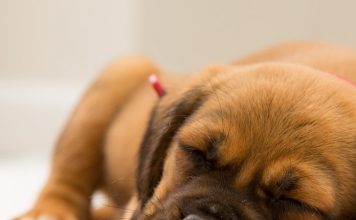 petsourcing-Do Dogs Dream