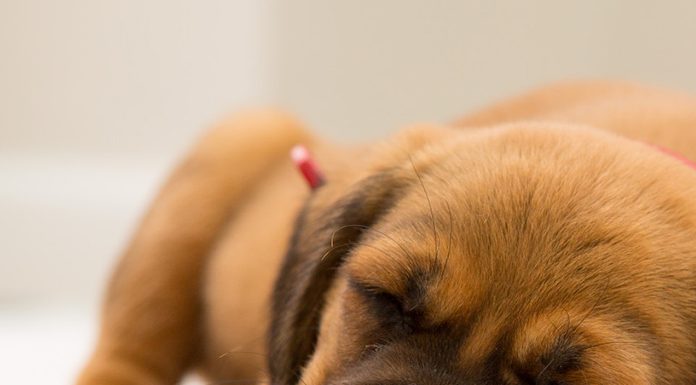 petsourcing-Do Dogs Dream