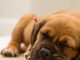 Do Dogs Dream? petsourcing-Do Dogs Dream