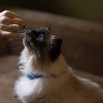 petsourcing-How to Feed Your Adult Cat
