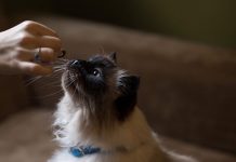 petsourcing-How to Feed Your Adult Cat