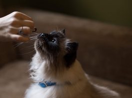 petsourcing-How to Feed Your Adult Cat