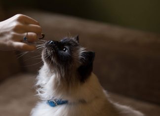 petsourcing-How to Feed Your Adult Cat