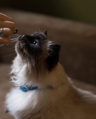petsourcing-How to Feed Your Adult Cat
