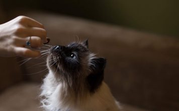 petsourcing-How to Feed Your Adult Cat