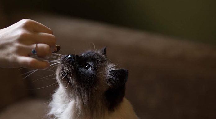 petsourcing-How to Feed Your Adult Cat