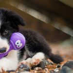 petsourcing-How to Survive Your Puppy’s Teething Stage