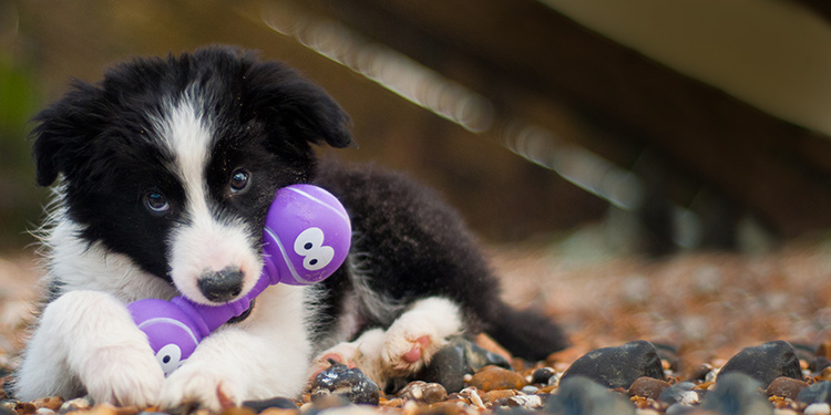 petsourcing-How to Survive Your Puppy’s Teething Stage