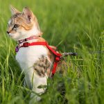 petsourcing-How to Take Your Cat on a Walk