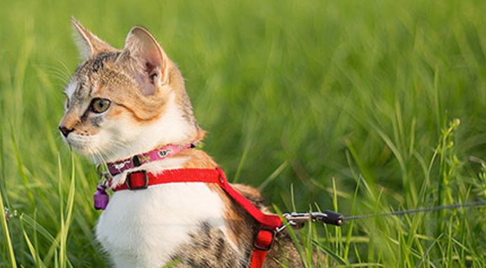 How to Take Your Cat on a Walk