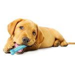 petsourcing-Nylabone Puppy Chew Chicken Dog Chew Toy for Teething Puppies