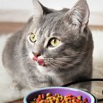 petsourcing-how to switch your cat’s food?