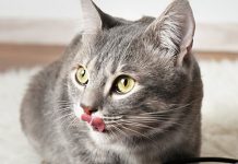 petsourcing-how to switch your cat's food?