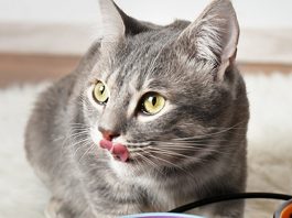 petsourcing-how to switch your cat's food?