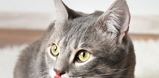 petsourcing-how to switch your cat's food?