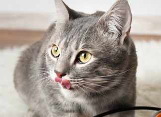 petsourcing-how to switch your cat's food?