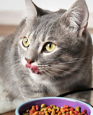 how to switch your cat’s food? petsourcing-how to switch your cat's food?