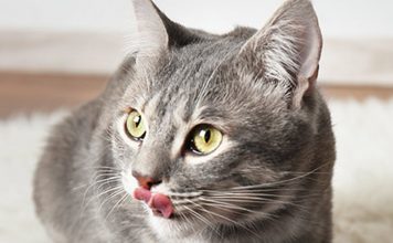 how to switch your cat’s food? petsourcing-how to switch your cat's food?