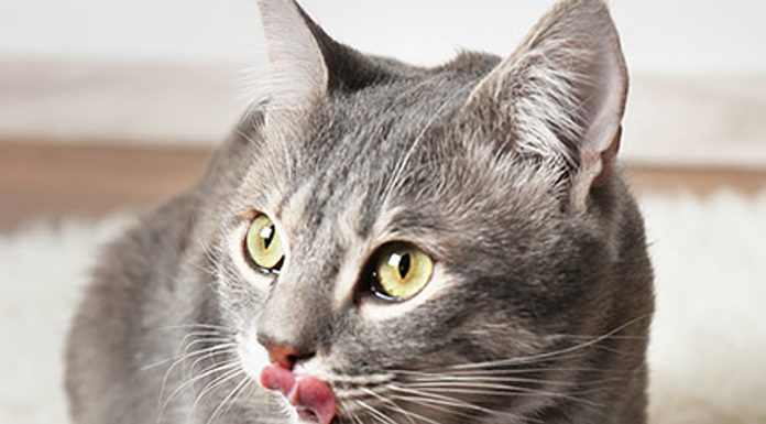petsourcing-how to switch your cat's food?