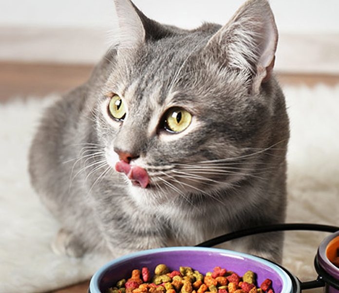 petsourcing-how to switch your cat's food?