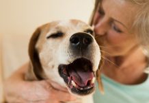 petsourcing-The Benefits of Having a Dog