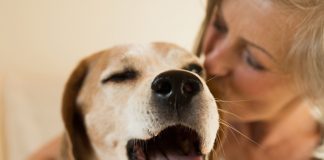 petsourcing-The Benefits of Having a Dog