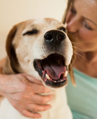 petsourcing-The Benefits of Having a Dog