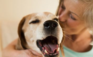 petsourcing-The Benefits of Having a Dog