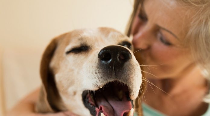 petsourcing-The Benefits of Having a Dog