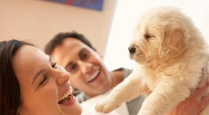 Things to Buy Before You Pick Up Your Puppy Bringing Home a New Puppy Dog – Puppy Supplies Checklist