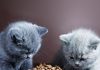 petsourcing- feed kitten, kitten toy, pet collar,