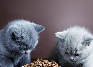 petsourcing- feed kitten, kitten toy, pet collar,