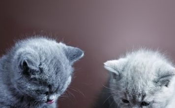 petsourcing- feed kitten, kitten toy, pet collar,