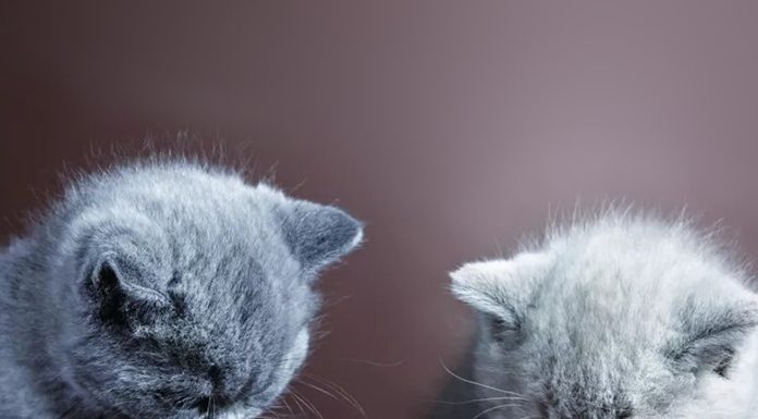 petsourcing- feed kitten, kitten toy, pet collar,