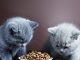 petsourcing- feed kitten, kitten toy, pet collar,