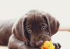 petsourcing-caring for your teething puppy