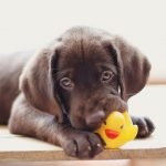 petsourcing-caring for your teething puppy