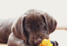 petsourcing-caring for your teething puppy