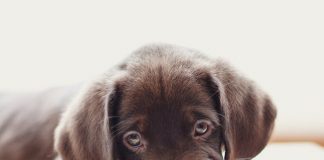 petsourcing-caring for your teething puppy