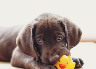 petsourcing-caring for your teething puppy