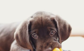 Caring for Your Teething Puppy petsourcing-caring for your teething puppy