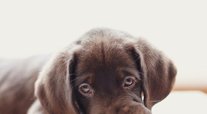 Caring for Your Teething Puppy petsourcing-caring for your teething puppy