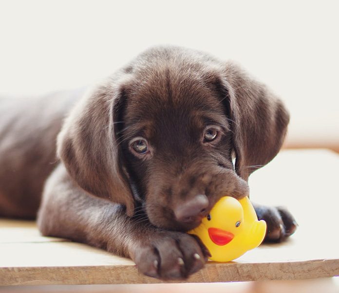 petsourcing-caring for your teething puppy