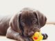 petsourcing-caring for your teething puppy