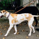 4 Steps to Prevent Leash Pulling-petsourcing