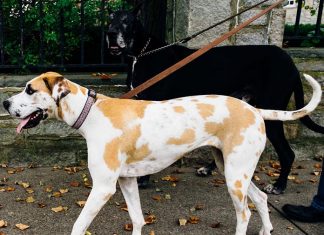 dog walking, dog walk training, leash training, pulling on leash, loose leash walking