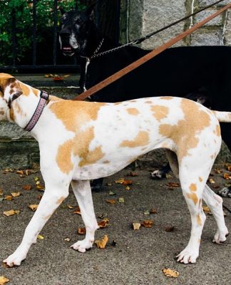 dog walking, dog walk training, leash training, pulling on leash, loose leash walking